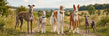 Greyhounds &amp; Pets - Home